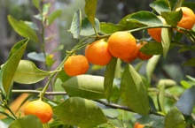 Tangerines